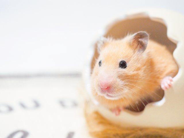 ハムスターのほっこり画像